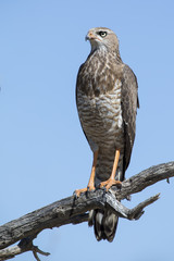 Female Pale Chanting Goshawk sitting in a tree against blue Kalahari sky