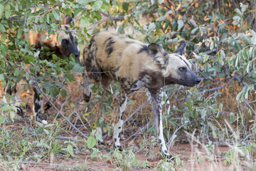 Pack of African wild dogs hunting for food in the bush
