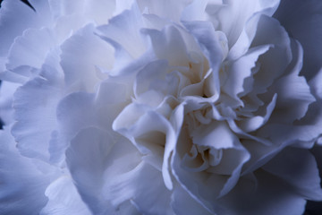 one white carnation flower in reflecting vase with water on dark