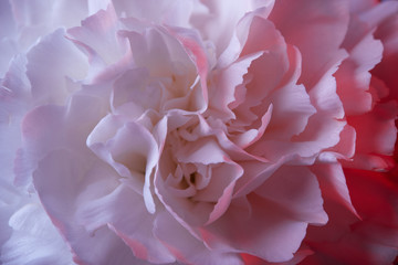 close up of white carnation flower with pink light