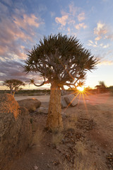 Landscape of a Quiver Tree with sun burst and thin clouds in dry desert artistic conversion