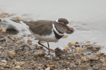 Three-banded plover walking along gravel shore looking for food in the shallows