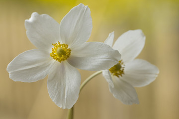 Weiße Anemone, lichtdurchflutet  