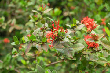 flowers in the garden
