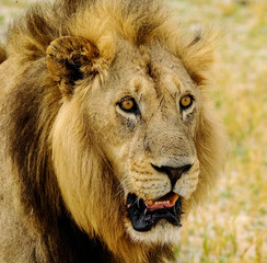 Primo piano di giovane leone maschio in Botswana