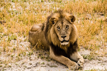 Leone nel Chobe National Park in Botswana