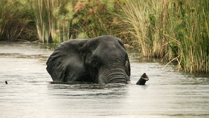 Nel delta dell'Okavango un elefante attraversa un braccio d'acqua 
