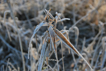 Gefrorenes Gras mit Eis im kalten Winter