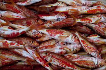 Salmonetes