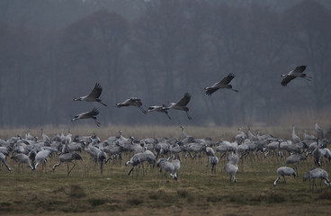 Common crane (Grus grus)