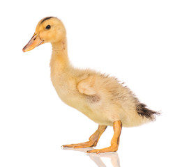Cute little yellow newborn duckling isolated on white background. Newly hatched duckling on a chicken farm.