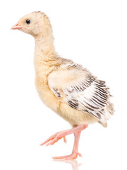 Cute little newborn chicken turkey, isolated on white background. One young nice big bird. © DenisNata