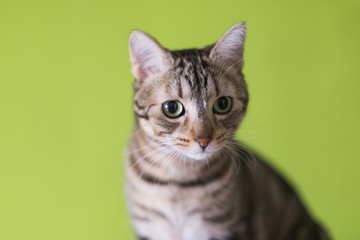 portrait of a young beautiful cat isolated on green background. He has brown and black fur and green eyes. Home, indoors. Lifestyle