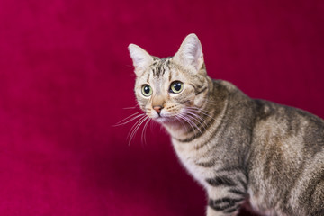 Obraz premium portrait of a young beautiful cat sitting on a red sofa at home. He has brown and black fur and green eyes. Home, indoors. Lifestyle