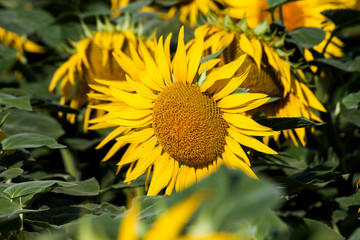 Sunflower field with blue clear sky