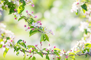 Blooming cherry blossom. Spring flower in garden.