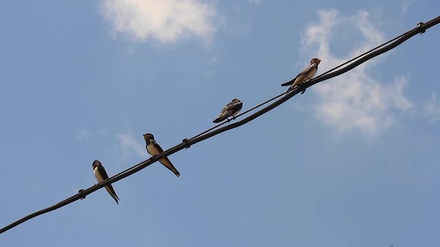 Golondrinas posadas en un cable
