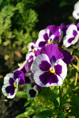 white and purple Viola tricolor pansy flowers on flowerbed at sunny day