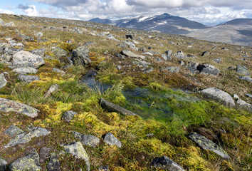 Rocky slope overgrown with moss in the background of mountains, Norway