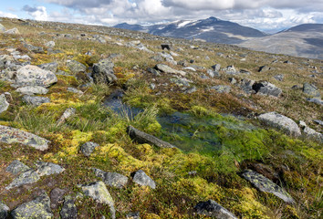Fototapeta na wymiar Rocky slope overgrown with moss in the background of mountains, Norway