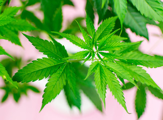 Leaves are marijuana growing.