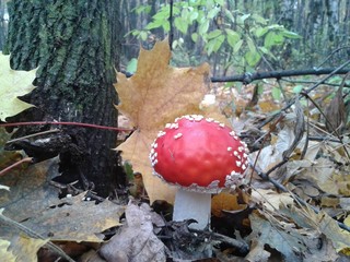 amanita