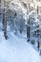 Spazierweg im Wald, Winter und Schnee