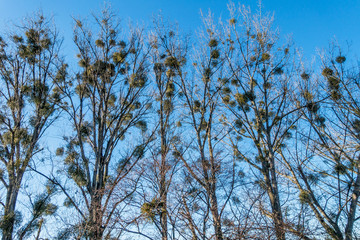 Misteln auf Baum