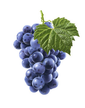 Big bunch of blue grapes isolated on white background