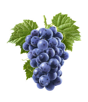 Blue grapes isolated on white background. Vertical composition
