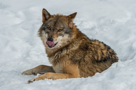 liegender Wolf im Schnee leckt sich mit der Zunge &uuml;ber die Schnauze.