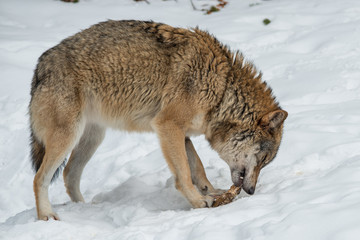 stehender Wolf im Schnee frisst gerade ein Stück Fleisch.