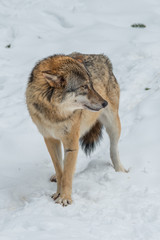 stehender Wolf im Schnee mit Blickrichtung nach rechts.