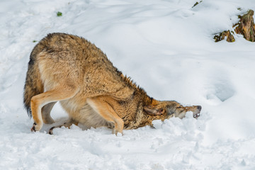 ein Wolf vergräbt seine Schnauze im Schnee.