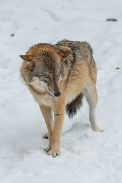 stehender Wolf im Schnee.