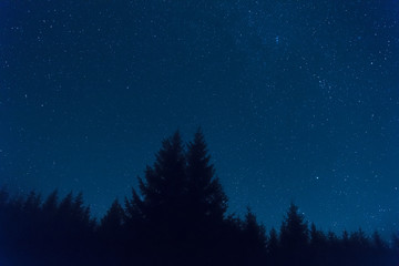 Silhouettes of forest with Milky Way stars above. 