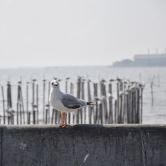 The happy Seagull