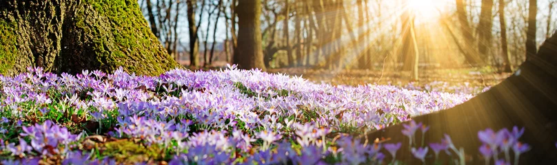 Foto op Plexiglas Weide met tere bloemen in het voorjaar © Thaut Images