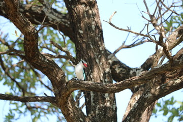 vogel südafrika