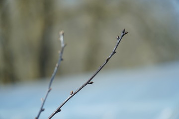 Spring in the nature - plant close up