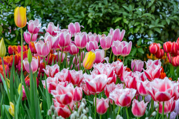 Colorful bright tulips blossom in early spring

