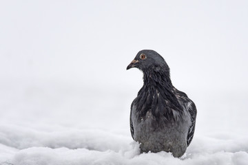 Feral Pigeon (Columba livia domestica) in snow