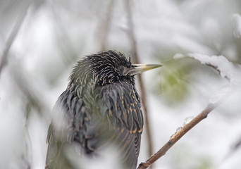 Starling (turnus vulgaris) in the snow