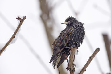 Starling (turnus vulgaris) in the snow