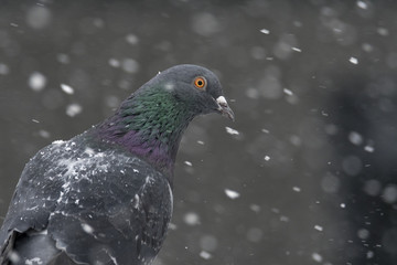 Feral Pigeon (Columba livia domestica) in snow
