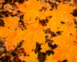 Orange Autumn Leaves