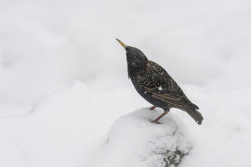 Starling (turnus vulgaris) in the snow