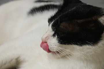Cat licking face