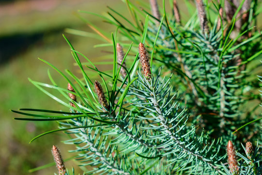Green pine tree in forest