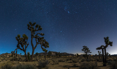 Joshua Trees at night with clean and starry sky, Joshua Tree National Park, California